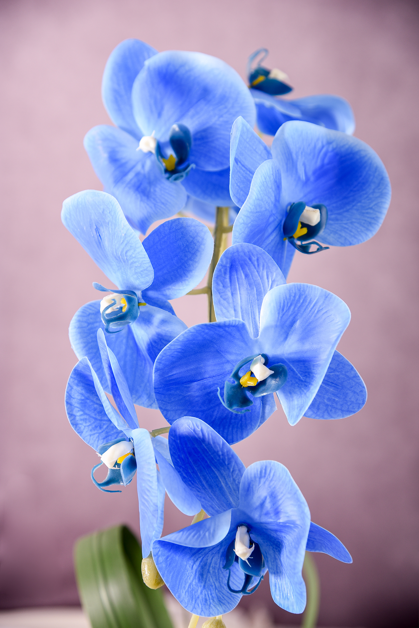 Orquídea Azul Majestade - Imagem 3