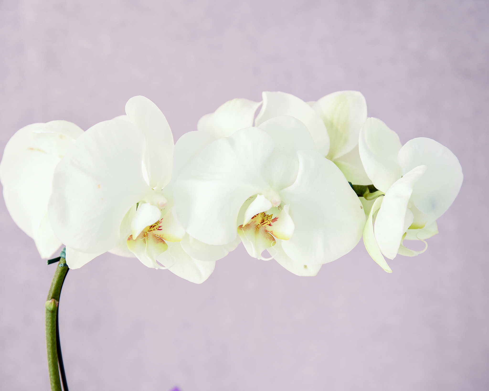 Elegância Branca - Imagem 2