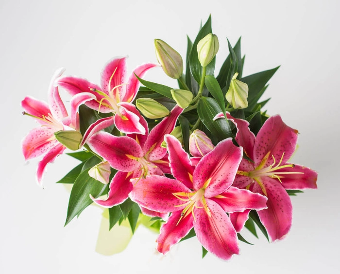 Lírios Plantados - Imagem 3